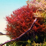 Rotala Vietnam H'ra Red İn Vitro Bitki