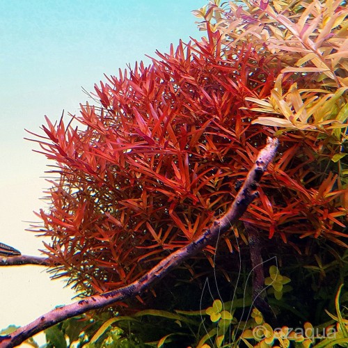 Rotala Vietnam H'ra Red İn Vitro Bitki