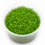 Hemianthus Callitrichoides Cuba In Vitro