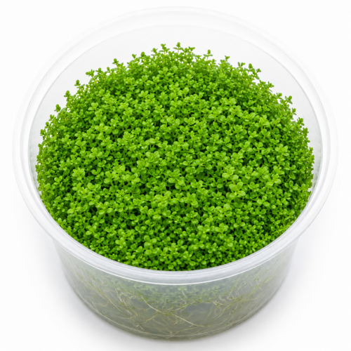 Hemianthus Callitrichoides Cuba In Vitro