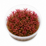 Rotala Vietnam H'ra Red İn Vitro Bitki