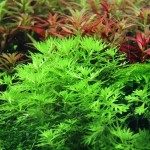 Hottonia Palustris İn Vitro Bitki