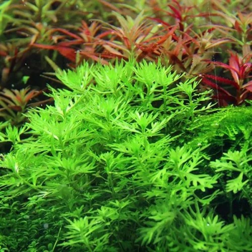Hottonia Palustris İn Vitro Bitki
