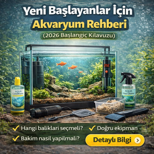 Yeni Başlayanlar İçin Akvaryum Rehberi