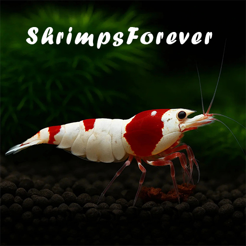 Shrimpsforever Algasol Organik Yosun Sökücü 130ml