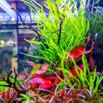 Twinstar 200E Ver.5.0 – Compact Premium Aquarium Light for 20cm