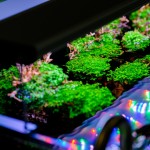 Twinstar 200E Ver.5.0 – Compact Premium Aquarium Light for 20cm