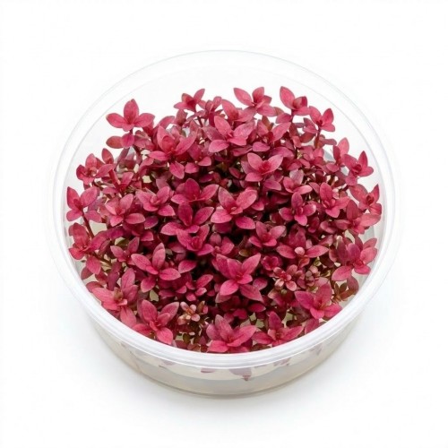 Alternanthera Reineckii Mini İn Vitro Bitki