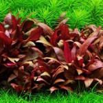 Alternanthera Reineckii Mini İn Vitro Bitki