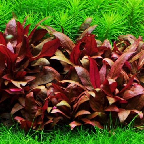Alternanthera Reineckii Mini İn Vitro Bitki
