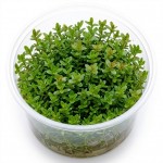 Ammania sp. Bonsai İn Vitro Bitki