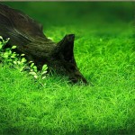 Eleocharis Parvula Mini İn Vitro Bitki