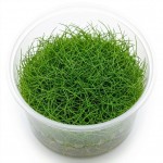 Eleocharis Parvula Mini İn Vitro Bitki