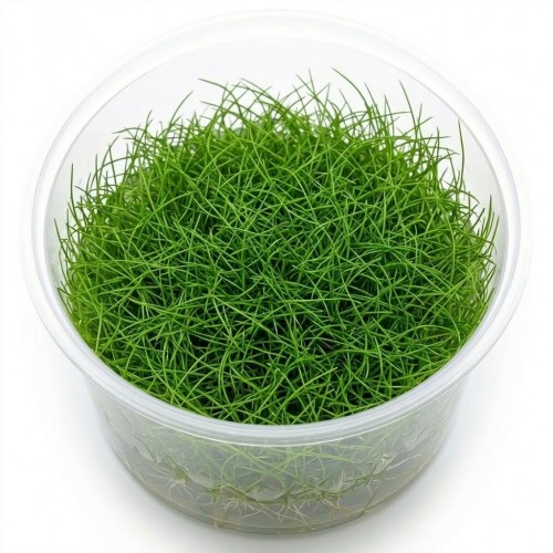 Eleocharis Parvula Mini İn Vitro Bitki
