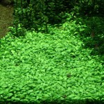 Glossostigma Elatinoides İn Vitro Bitki