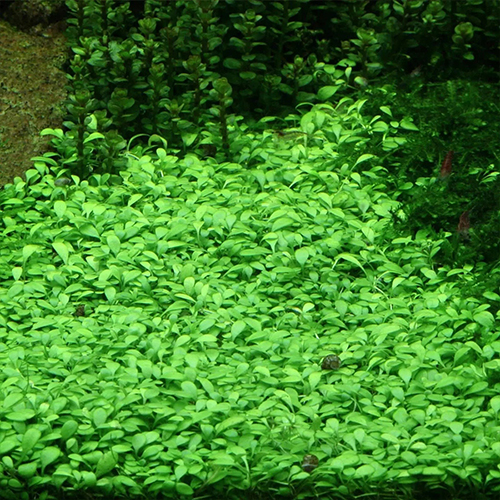 Glossostigma Elatinoides İn Vitro Bitki