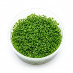 Glossostigma Elatinoides İn Vitro Bitki