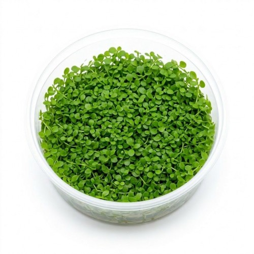 Glossostigma Elatinoides İn Vitro Bitki