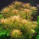 Limnophila Aromatica İn Vitro Bitki