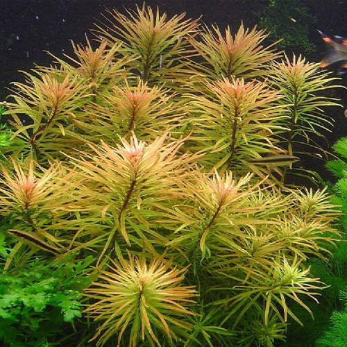 Limnophila Aromatica İn Vitro Bitki