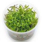 Limnophila Aromatica İn Vitro Bitki
