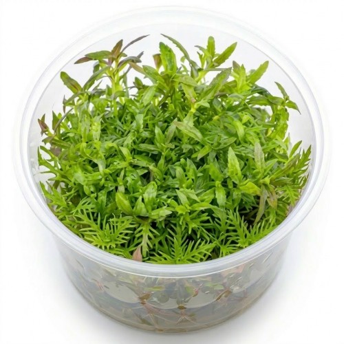 Limnophila Aromatica İn Vitro Bitki