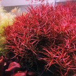 Ludwigia Arcuata İn Vitro Bitki
