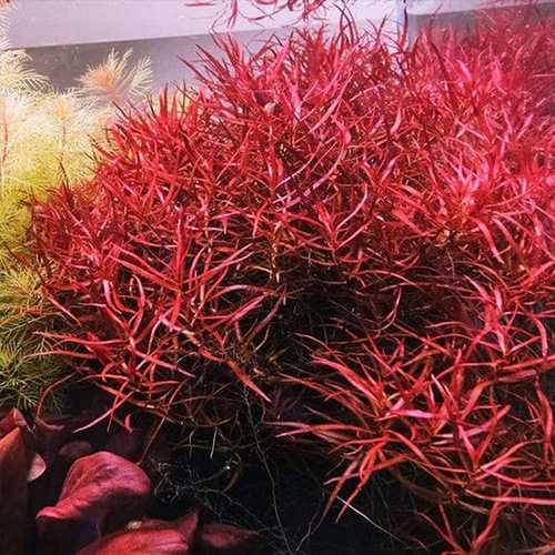 Ludwigia Arcuata İn Vitro Bitki