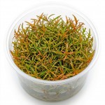 Ludwigia Arcuata İn Vitro Bitki