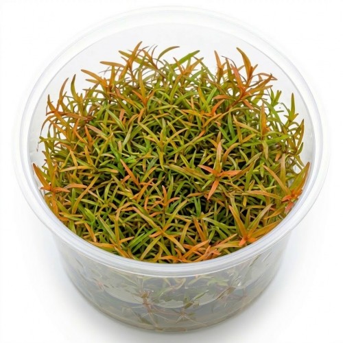 Ludwigia Arcuata İn Vitro Bitki