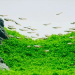 Micranthemum Monte Carlo İn Vitro Bitki