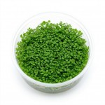 Micranthemum Monte Carlo İn Vitro Bitki