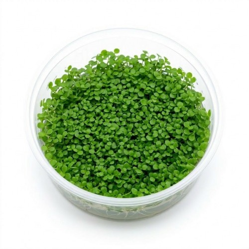 Micranthemum Monte Carlo İn Vitro Bitki