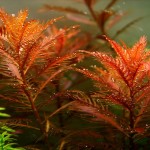 Palustris Cuba İn Vitro Bitki