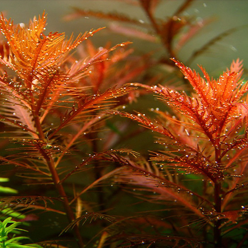 Palustris Cuba İn Vitro Bitki