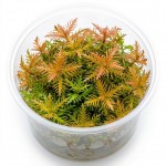 Palustris Cuba İn Vitro Bitki