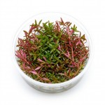 Rotala Colorata İn Vitro Bitki