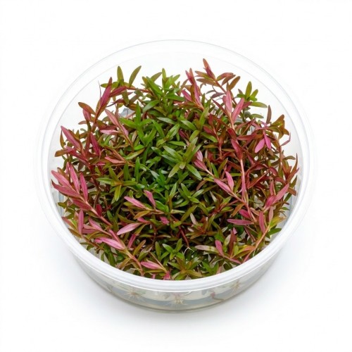 Rotala Colorata İn Vitro Bitki