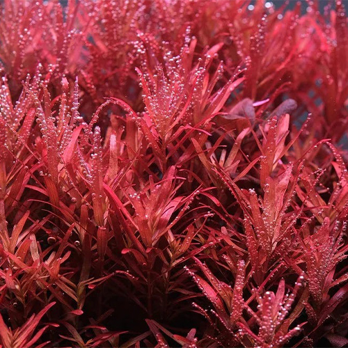Rotala Colorata İn Vitro Bitki