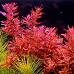 Rotala Macrandra Red İn Vitro Bitki