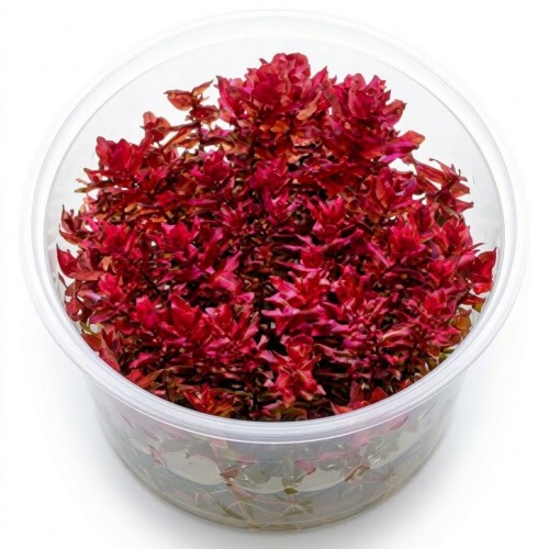 Rotala Macrandra Red İn Vitro Bitki