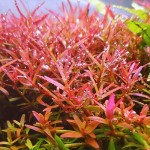Rotala Rotundifolia İn Vitro Bitki