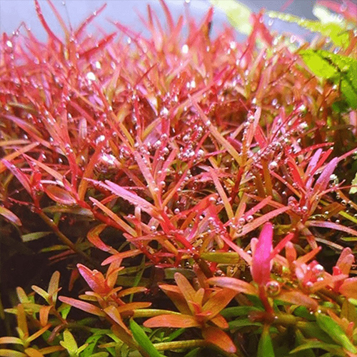 Rotala Rotundifolia İn Vitro Bitki