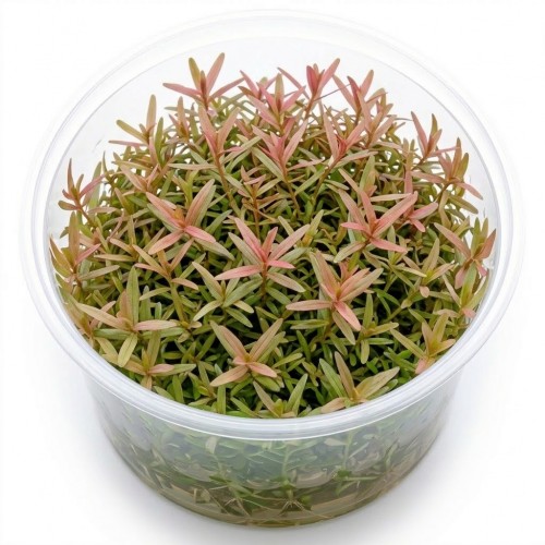 Rotala Rotundifolia İn Vitro Bitki