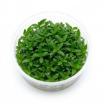 Staurogyne Repens Mini İn Vitro Bitki
