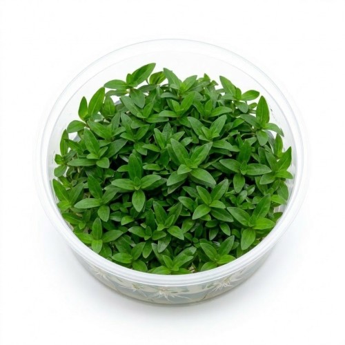 Staurogyne Repens Mini İn Vitro Bitki