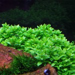 Staurogyne Repens Mini İn Vitro Bitki