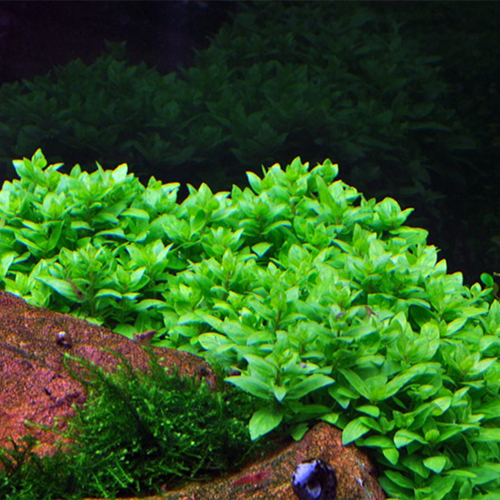 Staurogyne Repens Mini İn Vitro Bitki