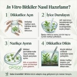 Eleocharis Parvula Mini İn Vitro Bitki