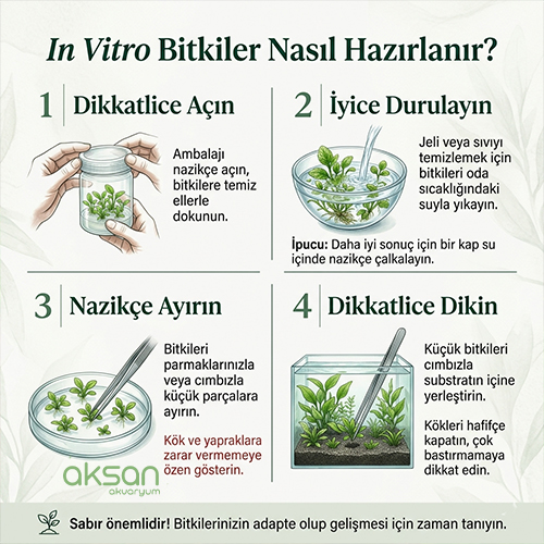 Eleocharis Parvula Mini İn Vitro Bitki